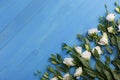 Japanese white roses lie in a row diagonally on a blue wooden background Royalty Free Stock Photo