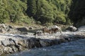 Japanese wild boar Japan Royalty Free Stock Photo