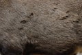 Japanese wild deer fur skin texture background.