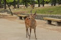 Japanese Wild Deer