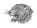 Japanese Wild leopard. Portrait Asian cat. profile of head or face. Tattoo artwork. Engraved hand drawn in old vintage