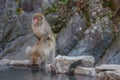 Japanese wild monkey couple making love at natural YAENKOEN park onsen or hot spring, NAGONO JAPAN Royalty Free Stock Photo