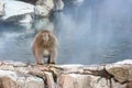 Japanese wild monkey drinking natural onsen or hot spring at YAENKOEN park, NAGONO JAPAN Royalty Free Stock Photo