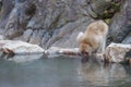 Japanese wild monkey drinking a  natural onsen or hot spring at YAENKOEN park, NAGONO JAPAN Royalty Free Stock Photo