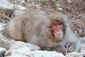 Japanese wild monkey drinking natural onsen or hot spring at YAENKOEN park