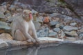 Japanese wild monkey with natural onsen or hot spring at YAENKOEN park, NAGONO JAPAN.