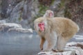 Japanese wild monkey with natural onsen or hot spring at YAENKOEN park, NAGONO JAPAN Royalty Free Stock Photo