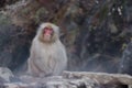 Japanese wild monkey with natural onsen or hot spring at YAENKOEN park, NAGONO JAPAN Royalty Free Stock Photo
