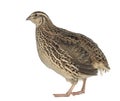 Japanese Wild Quail isolated on white Royalty Free Stock Photo