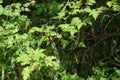 Japanese wild raspberry.