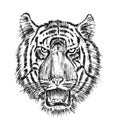 Japanese Wild Tiger. Asian Animal cat. profile of head or face. Tattoo artwork. Engraved hand drawn in old vintage