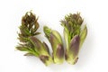 Japanese wild vegetables, cod bud Royalty Free Stock Photo
