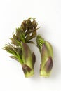 Japanese wild vegetables, cod bud Royalty Free Stock Photo