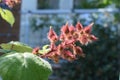 Japanese Wineberry plant shortly before opening for the berries