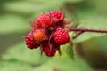 Japanese wineberry or Rubus phoenicolasius fully ripe raspberry fruit with red thorny branches Royalty Free Stock Photo