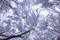 Japanese Winter Scene at Zao Zaoonsen Yamagata Royalty Free Stock Photo