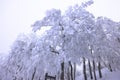 Japanese Winter Scene at Zao Zaoonsen Yamagata Royalty Free Stock Photo