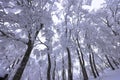 Japanese Winter Scene at Zao Zaoonsen Yamagata Royalty Free Stock Photo