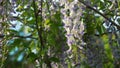 Japanese wisteria blooms in spring. Grones of purple wisteria flowers close-up on a background of green leaves. Spring bloom in Royalty Free Stock Photo