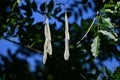 Japanese wisteria fruits legumes .