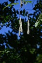 Japanese wisteria fruits legumes .