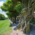 Japanese Wisteria Tree at Biltmore Royalty Free Stock Photo