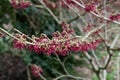 Japanese Witchhazel Hamamelis japonica Tsukubana-kurenai cherry-red flowers Royalty Free Stock Photo