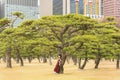 Woman in kimono wearing a mask reading a Tokyo guide book leaned against a pine tree.