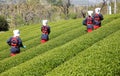 Japanese woman harvesting tea leaves