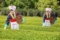 Japanese woman harvesting tea leaves