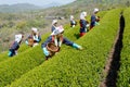 Japanese woman harvesting tea leaves