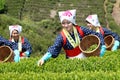 Japanese woman harvesting tea leaves