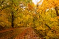 Japanese woman walking at the colorful falling leaves on the road