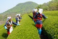 Japanese women harvesting tea leaves