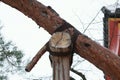 Japanese wooden pole supporting a branch