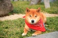 Japanese Yakuza Dog Royalty Free Stock Photo