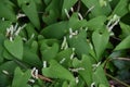 Japanese yam Dioscorea japonica male flowers