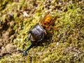 Japanese yellow hornet eating a rhinoceros beetle 8 Royalty Free Stock Photo