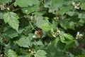 A Japanese yellow hornet resting on the branch. Kyoto Japan