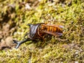 Japanese yellow hornet eating a rhinoceros beetle 6 Royalty Free Stock Photo