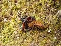 Japanese yellow hornet eating a rhinoceros beetle 1 Royalty Free Stock Photo