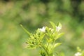 Japanese yellowish flower or Murraya paniculata Royalty Free Stock Photo