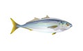 Japanese yellowtail fish, isolated flat on light background. Pacific fresh seafood in a simple style. Vector for design marine