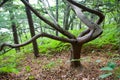 Japanese yew on the Petrov island.