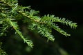 Japanese yew (Taxus cuspidate) Royalty Free Stock Photo