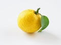 Yuzu placed on a white background Royalty Free Stock Photo