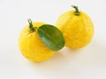 Japanese yuzu fruits placed on a white background Royalty Free Stock Photo