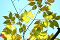 Japanese zelkova (Zelkova serrata) yellow leaves. Ulmaceae deciduous tree. Royalty Free Stock Photo