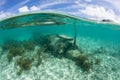 Japanese Zero Plane Underwater in Palau Royalty Free Stock Photo