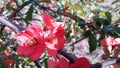 Bee, bumblebee pollinating blooming bright red and pink flowers of Japanese quince, Chaenomeles. Photo without retouching.